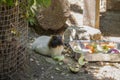 Close-up image of a small rodent eating guinea pig