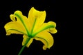 Backlit yelloween oriental lily close up on dark background Royalty Free Stock Photo