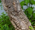 Horizontal close up photo of bark from a cork oak tree Royalty Free Stock Photo