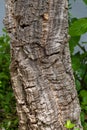 Horizontal close up photo of bark from a cork oak tree. Botanical garden, Tuebingen Royalty Free Stock Photo