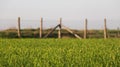 Close up of grass in green pasture