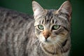 Close up of nonchalant grey tabby cat