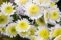 Close-up of several yellow and white chrysanthemum flowers in full bloom. Also called mums or chrysanths