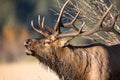 Horizontal close-up of rutting bull elk