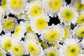 Close-up shot of several yellow and white chrysanthemum flowers in full bloom. Also called mums or chrysanths Royalty Free Stock Photo