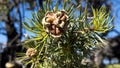 Pinyon nuts bursting out from a cracked cone, the delicious harvest of the pinyon pine tree Royalty Free Stock Photo