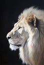 Horizontal close-up view of a picture of a beautiful old white male lion