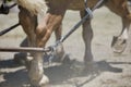 Close-Up of a Horses`s legs while harnessed to pull.