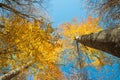 Horizontal close view of a beech trunk and golden autumn foliage