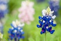 The horizontal closeup of bluebonnet flower over blurred green background