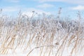 Horizontal closeup of dried grasses encased in ice after ice storm Royalty Free Stock Photo