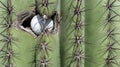 Golf ball stuck in the left side of a prickly Saguaro cactus in Arizona