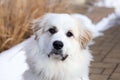 Horizontal closeup of gorgeous Pyrenean Mountain Dog staring intently