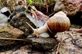 Helix pomatia gliding on the stones Royalty Free Stock Photo