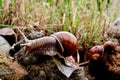 Helix pomatia gliding on the stones Royalty Free Stock Photo