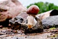 Helix pomatia gliding on the stones Royalty Free Stock Photo