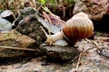 Helix pomatia gliding on the stones Royalty Free Stock Photo