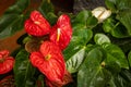 Horizontal closeup shot of beautiful red and white Anthurium Lily flowers surrounded by green leaves Royalty Free Stock Photo