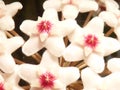 Horizontal closeup shot of beautiful white hoya flowers Royalty Free Stock Photo