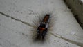Horizontal closeup shot of a hairy caterpillar on a cement floor Royalty Free Stock Photo