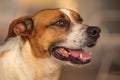 Horizontal closeup shot of a light brown Brazilian Terrier