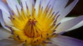 Horizontal closeup shot of a white and purple water lily with yellow insides Royalty Free Stock Photo