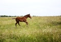 Horizontal color image foal running on the field