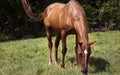 Horizontal color image horse mare grazing in a green meadow.