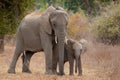 Elephant mother and baby in Zambia Royalty Free Stock Photo