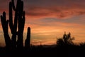 Sonoran Desert Sunset with Saguaro Cactus Royalty Free Stock Photo