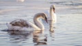 Horizontal color photograph of a pair of swans in the water, with the frozen edges of the pond in the distance. Royalty Free Stock Photo