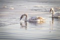 Horizontal color photograph of a pair of swans in the water