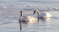 Horizontal color photograph of a pair of swans in the water