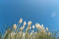 Pampas grass blowing in the wind against a blue shy Royalty Free Stock Photo