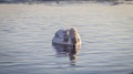 Horizontal color photograph of a swan diving underwater, with the frozen edges of the pond in the distance. Royalty Free Stock Photo