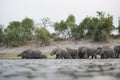 A herd of elephants swimming