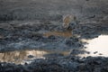 A leopard drinking at a dwindling, muddy pool.