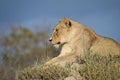 A horizontal, colour image of a lioness, Panthera leo, resting on a grassy termite mound in the Greater Kruger Transfrontier Park.