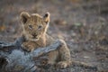 A cute, tiny lion cub