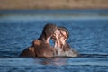 Two hippos play fighting with open mouths Royalty Free Stock Photo