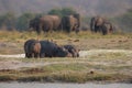 Hippos grazing while elephants walk past
