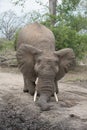 An African elephant playing on a dirt road in the Greater Kruger Transfrontier Park.