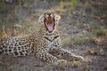 A leopard yawning, exposing long, sharp canine teeth