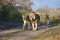 A pride of three lions walking along a two-track road. Royalty Free Stock Photo