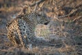 Crouching leopard on the hunt