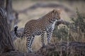 A horizontal, colour photograph of a stunning young leopard, Pan