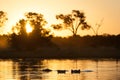 A horizontal, colour photograph of three hippos, Hippopotamus am