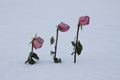 three withered pink roses in the snow Royalty Free Stock Photo