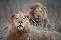 Two large male lions looking at the camera.