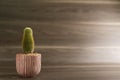 Horizontal cylindrical cactus in the bottom left corner on a wooden floor